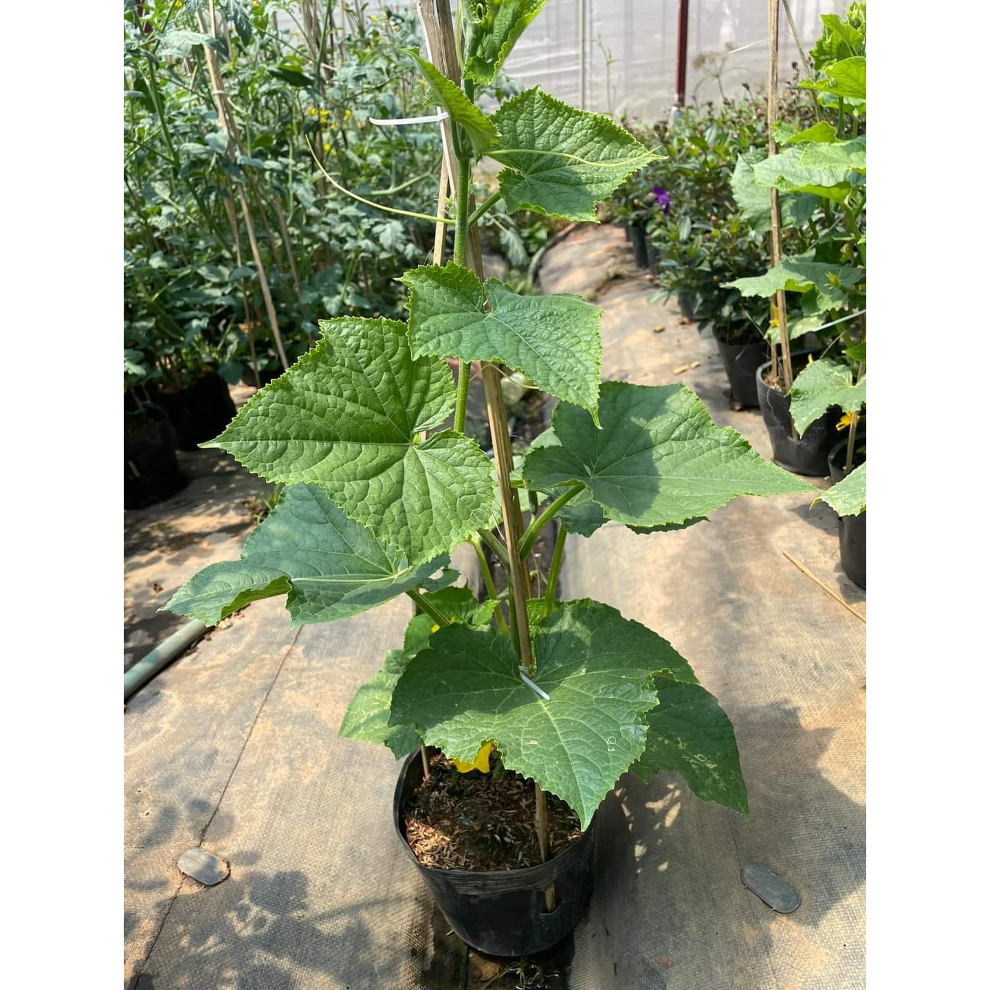 Dưa leo baby trái chùm - giống tự thụ phấn cho năng suất cao - Trang Flowers