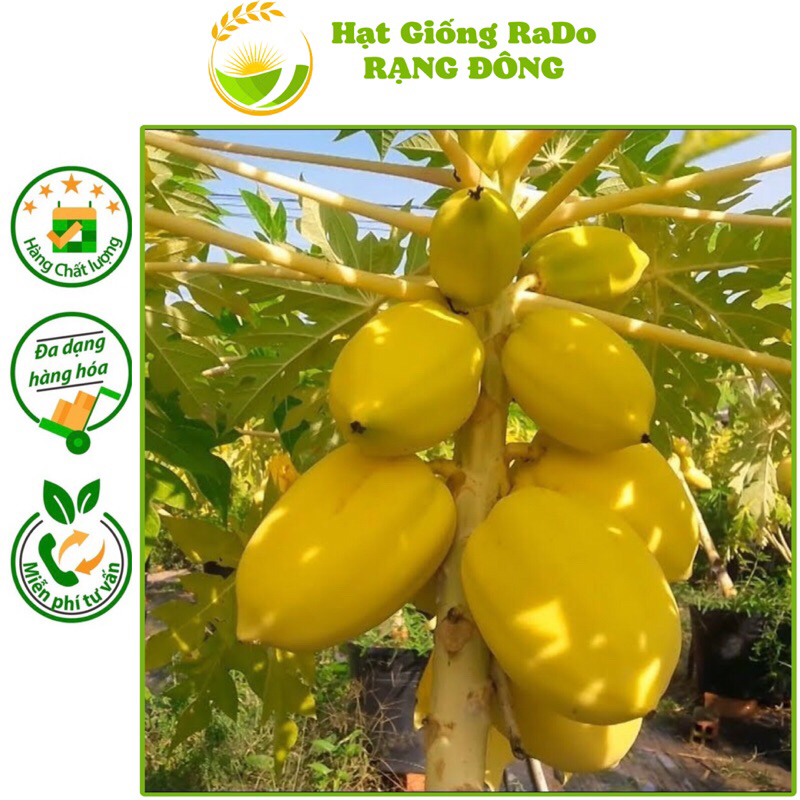 Hạt Giống Đu Đủ Vỏ Vàng Vĩnh Thành (gói 5hạt) sai trái, dễ trồng. Hạt Giống Rạng Đông