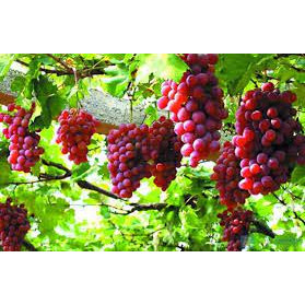 Cây giống nho đỏ leo giàn ninh thuận