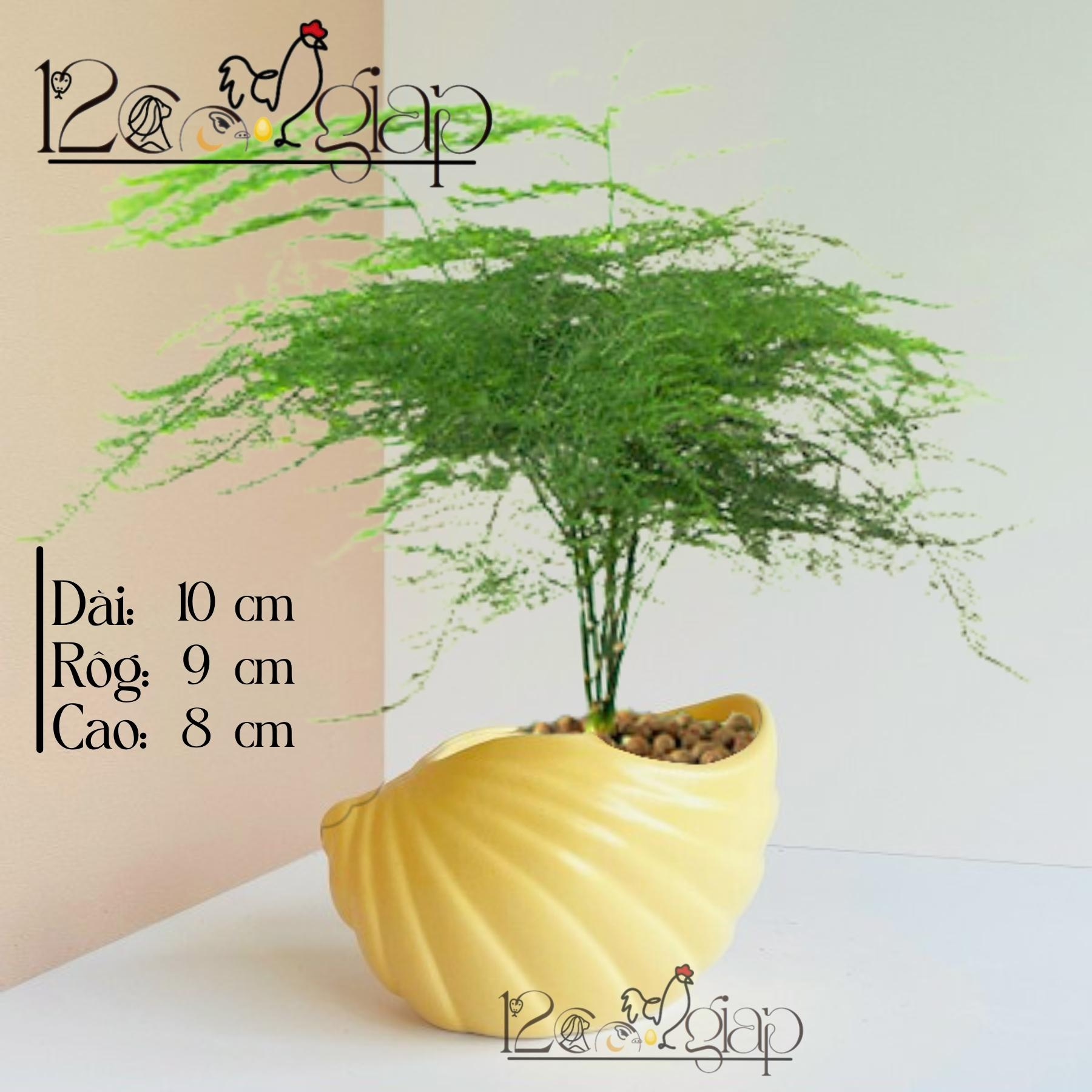 Chậu gốm Vỏ Sò men màu mát gốm sứ Bát Tràng