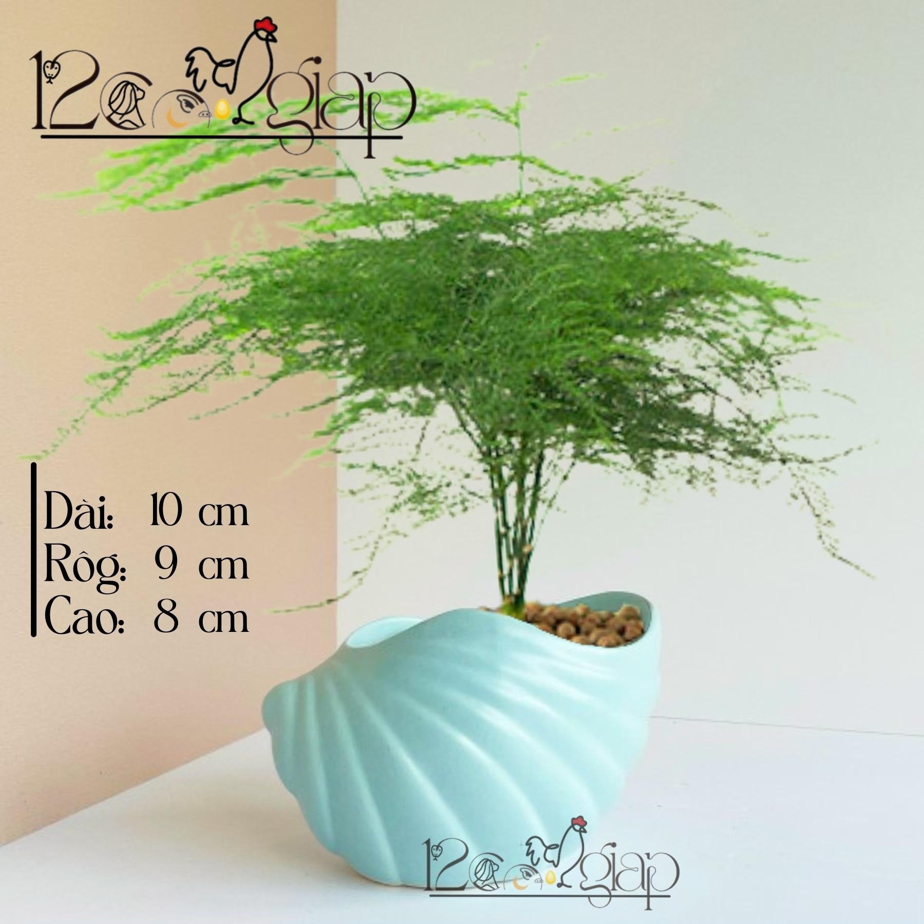 Chậu gốm Vỏ Sò men màu mát gốm sứ Bát Tràng