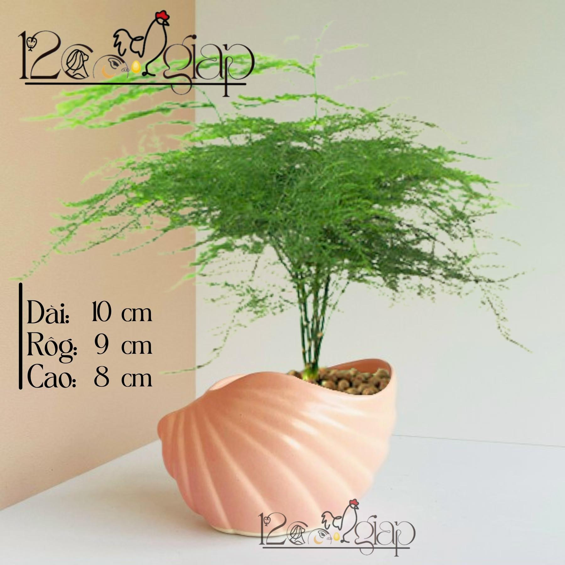 Chậu gốm Vỏ Sò men màu mát gốm sứ Bát Tràng