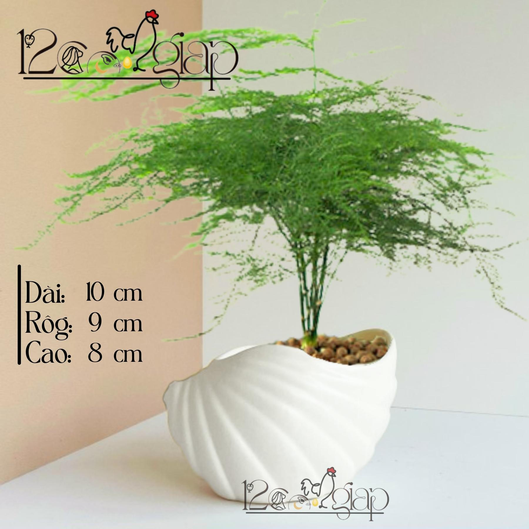 Chậu gốm Vỏ Sò men màu mát gốm sứ Bát Tràng