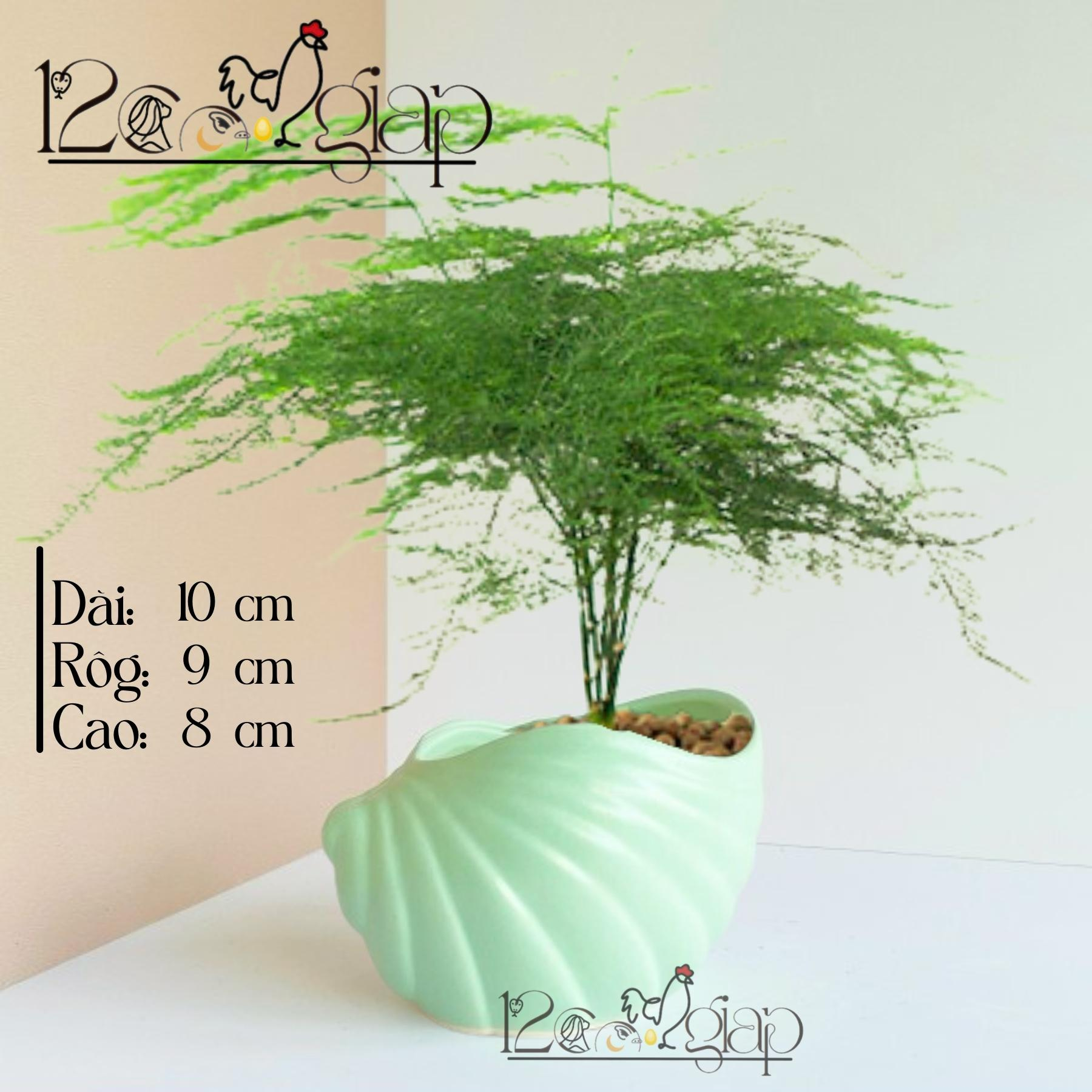 Chậu gốm Vỏ Sò men màu mát gốm sứ Bát Tràng