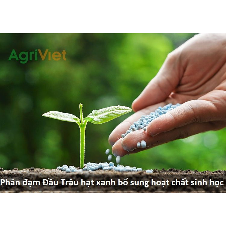 1KG Phân đạm Đầu Trâu bổ sung hoạt DƯỠNG CHẤT CHO RAU  HOA VÀ CÂY CẢNH