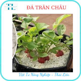 Đá perlite (100g) - Đá trân châu giàu khoáng chất