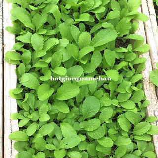 20GR - HẠT GIỐNG CẢI XANH