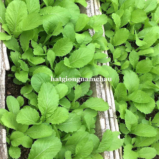 20GR - HẠT GIỐNG CẢI XANH