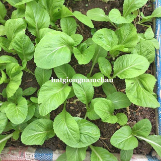 20GR - HẠT GIỐNG CẢI XANH
