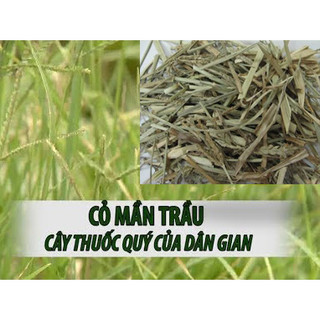 Măng tây baby - 100g Cỏ mần trầu khô