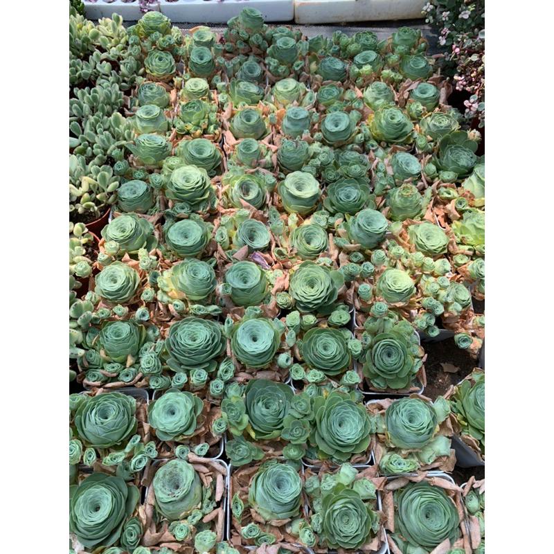 Sen đá hoa Hồng xanh fom cúp