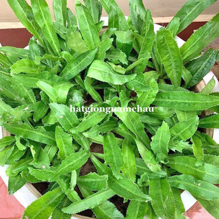 5gr - hạt giống rau mùi tàu