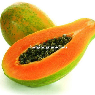 10H - HẠT GIỐNG ĐU ĐỦ RUỘT ĐỎ