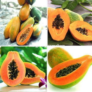 10H - HẠT GIỐNG ĐU ĐỦ RUỘT ĐỎ