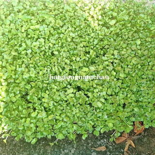 1 KG - HẠT GIỐNG RAU MẦM CỦ CẢI TRẮNG