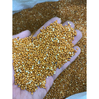 Hạt Kê Bóng Đỏ dành cho chim cảnh yến phụng, vẹt, cu gáy, 1kg.