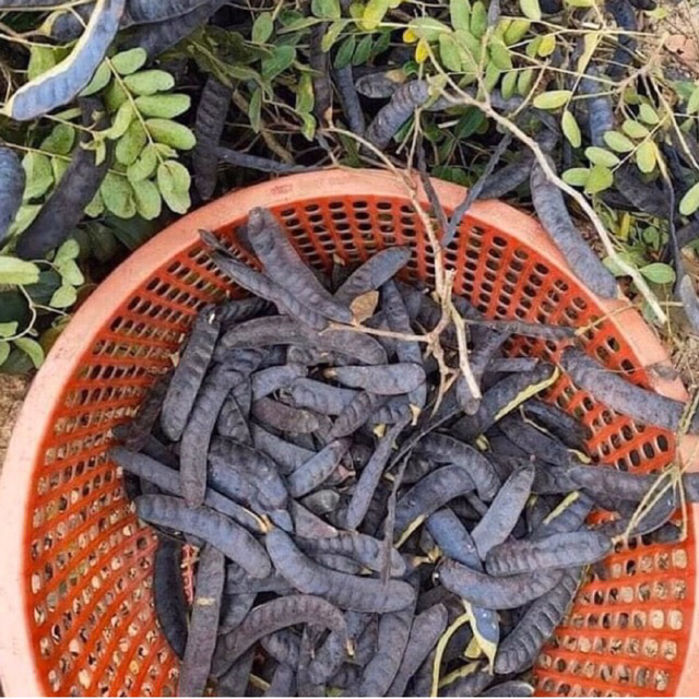 Bồ Kết Khô 100g