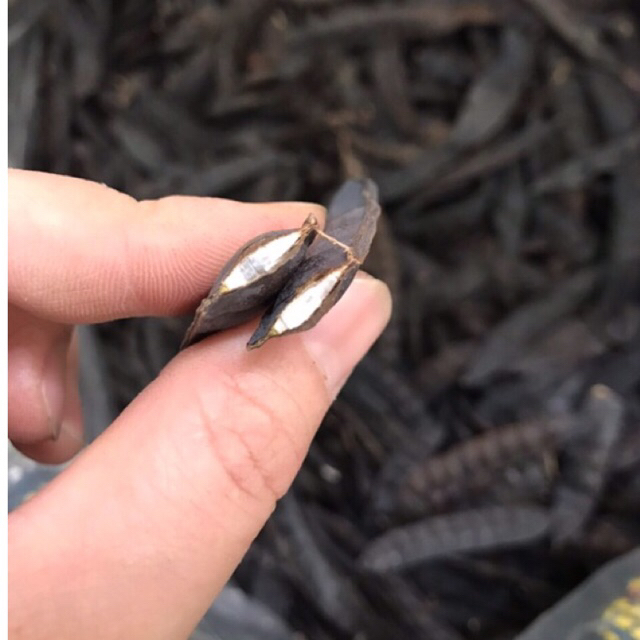 Bồ Kết Khô 100g