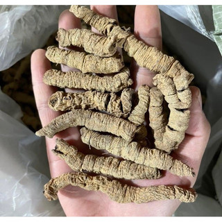 Ba Kích Tím Quảng Ninh Khô [Combo 500gr Đặc Sản Vùng Cao]