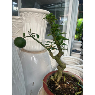 Cây Cam Nhật bonsai mini