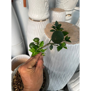 Cây Cam Nhật bonsai mini