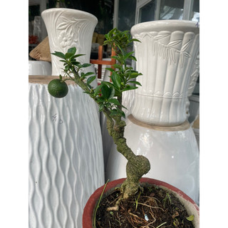 Cây Cam Nhật bonsai mini