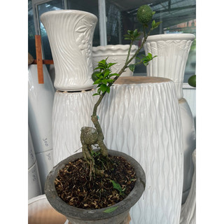 Cây Cam Nhật bonsai mini