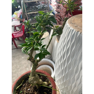 Cây Cam Nhật bonsai mini