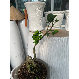 Cây Cam Nhật bonsai mini