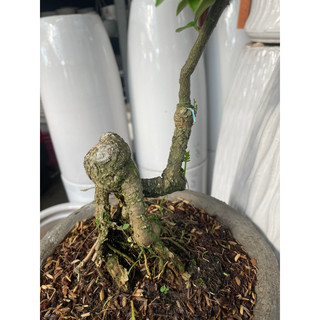 Cây Cam Nhật bonsai mini