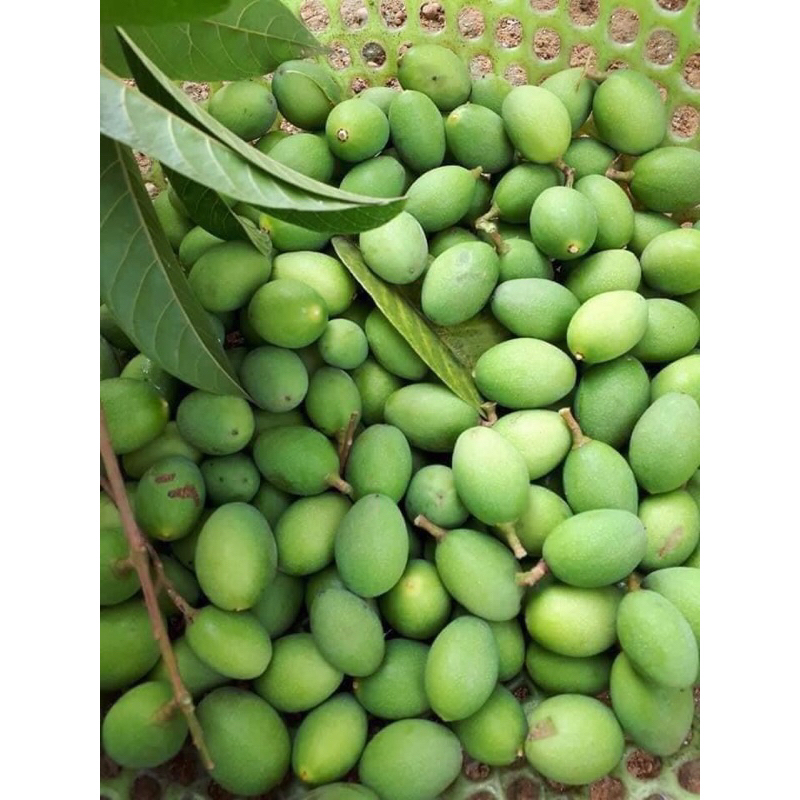 Trám xanh dầm mắm ớt