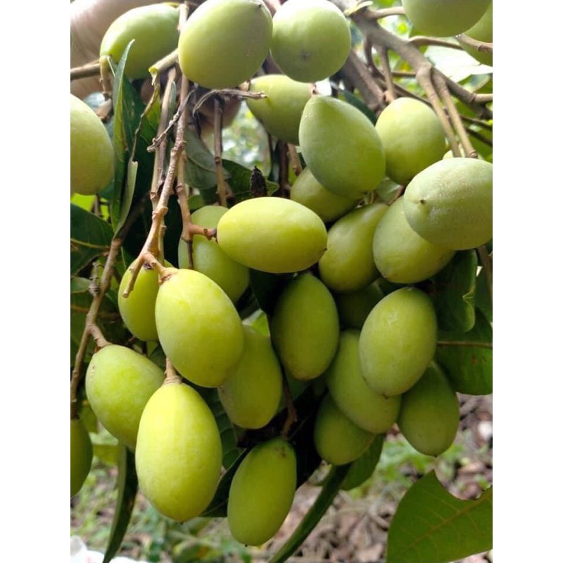 Trám xanh dầm mắm ớt