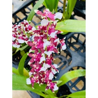 Hoa Lan vũ nữ đậu đỏ nụ đẹp