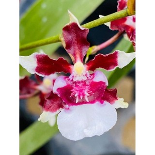 Hoa Lan vũ nữ đậu đỏ nụ đẹp