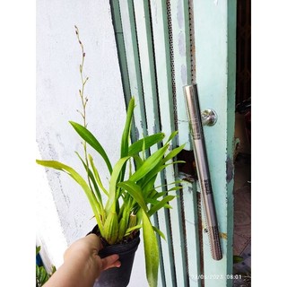 Hoa Lan vũ nữ đậu đỏ nụ đẹp