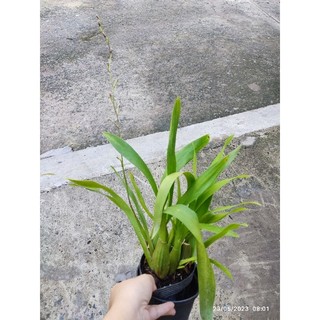 Hoa Lan vũ nữ đậu đỏ nụ đẹp