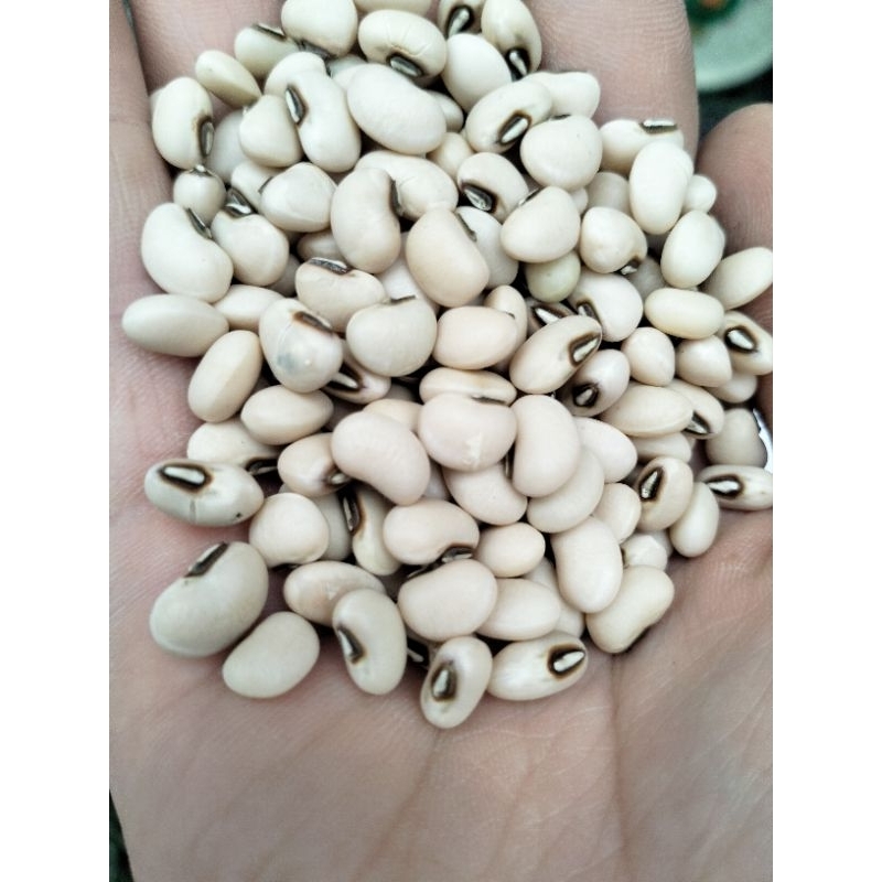 đậu trắng mắt cua cao bằng