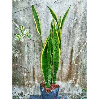 Cây lưỡi hổ cao 60-70cm(chỉ giao hỏa tốc HCM)