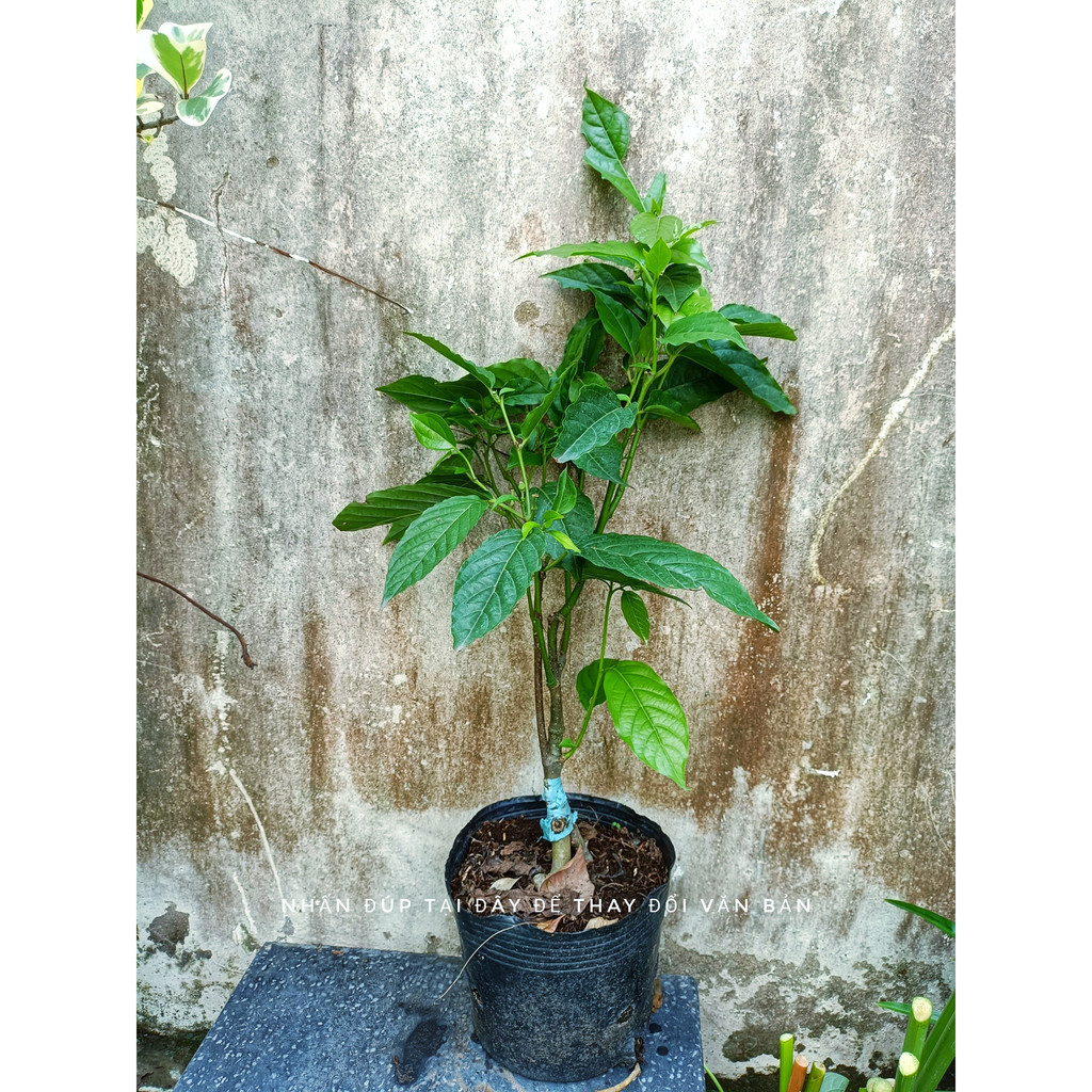 Cây hoàng lan (chỉ giao hỏa tốc HCM)