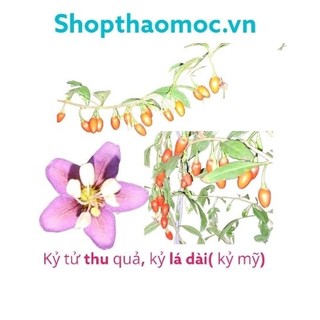 Cây kỷ tử quả lá dài, kỷ tử lá dài, kỷ tử mỹ, kỷ tử đỏ, cây dược liệu. 1 cây giống trong bầu