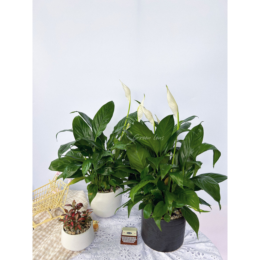 Cây Lan Ý Thái GREEN LENS cây cảnh trong nhà hấp thụ các sóng điện tử.