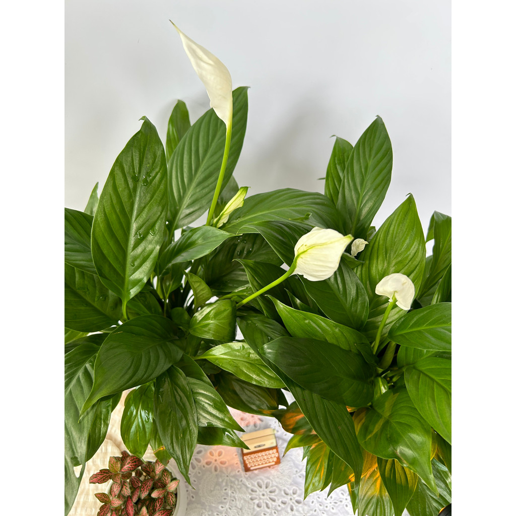 Cây Lan Ý Thái GREEN LENS cây cảnh trong nhà hấp thụ các sóng điện tử.