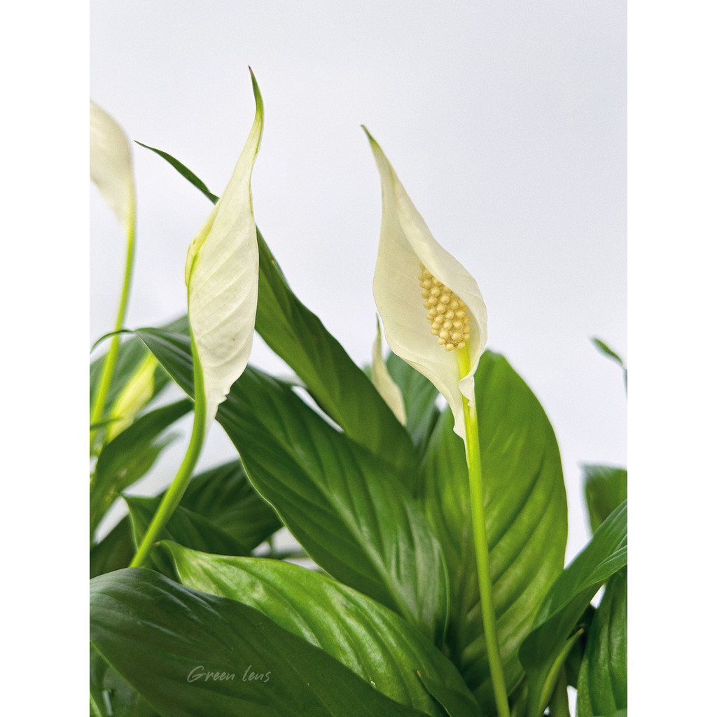 Cây Lan Ý Thái GREEN LENS cây cảnh trong nhà hấp thụ các sóng điện tử.