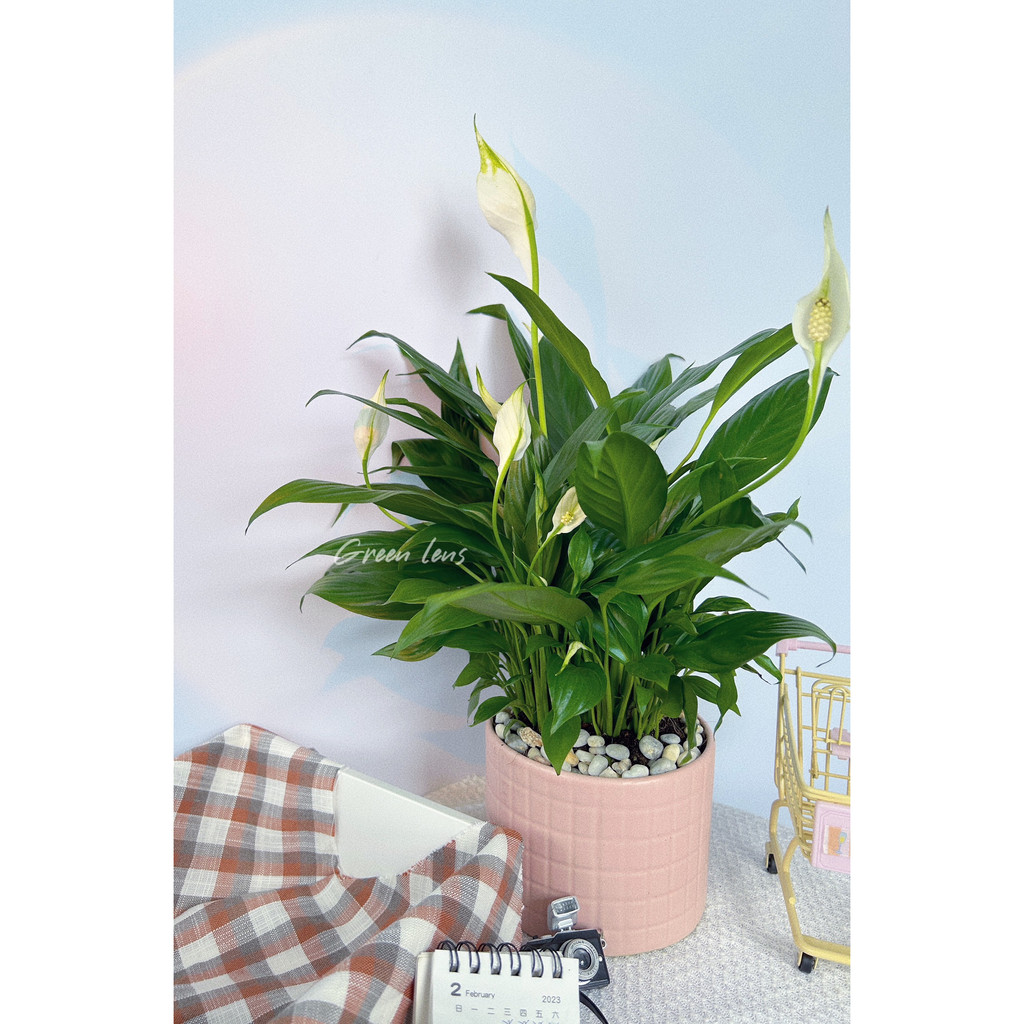Cây Lan Ý Thái GREEN LENS cây cảnh trong nhà hấp thụ các sóng điện tử.