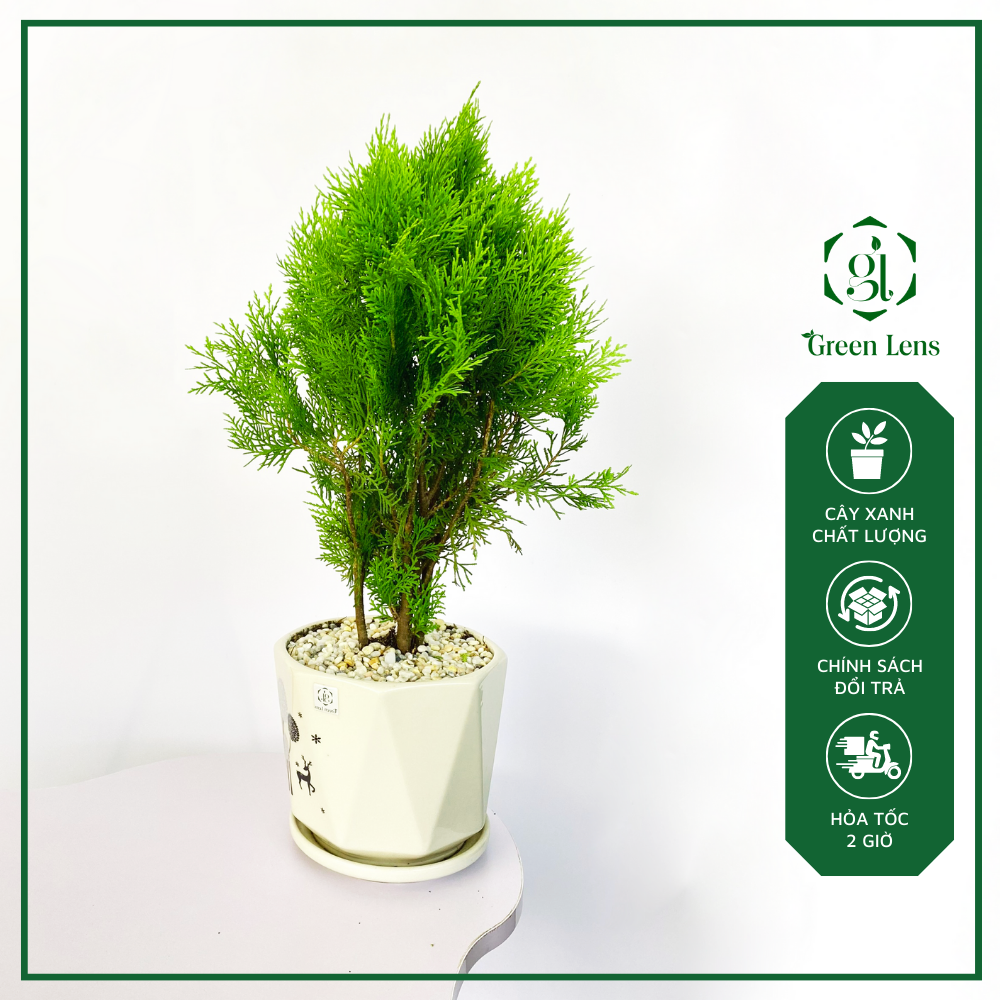 Cây Trắc Bách Diệp GREEN LENS cây cảnh trong nhà đẹp mang lại sự bình an cho gia chủ