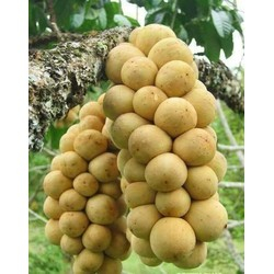 CÂY GIỐNG BÒN BÒN THÁI SIÊU QUẢ