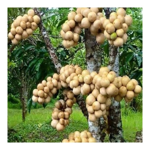 CÂY GIỐNG BÒN BÒN THÁI SIÊU QUẢ