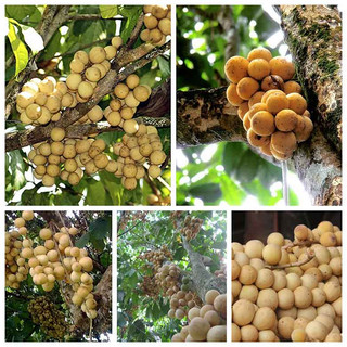 Cây giống bòn bòn thái siêu quả