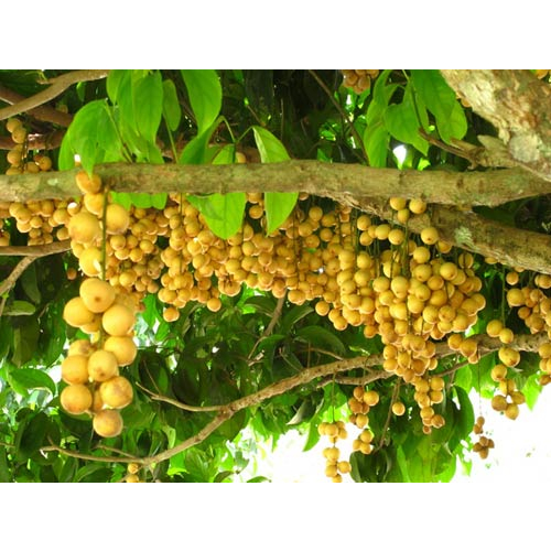 CÂY GIỐNG BÒN BÒN THÁI SIÊU QUẢ