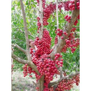 Cây giống bòn bon thái - dâu da đất sai trĩu quả